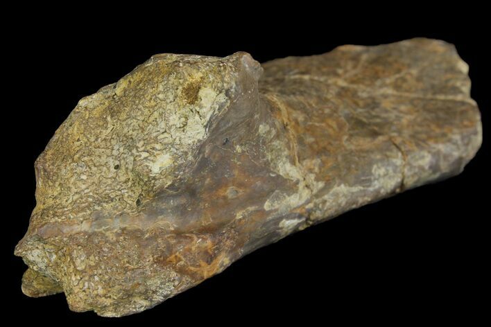 Permian Amphibian Fossil Bone - Texas #153756